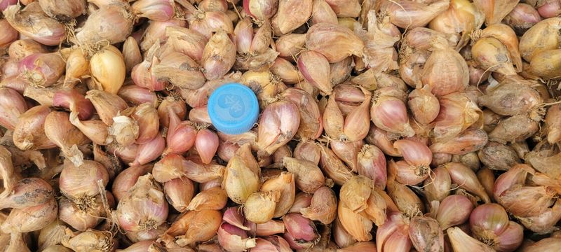 장터 상품 [쪽파 종구 판매합니다(판매완료)] 썸네일