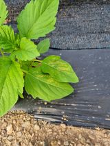 팜모닝 농사, 무엇이든 물어보세요!·참여글 게시글 이미지