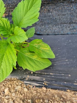 감20280님의 농사, 무엇이든 물어보세요! · 참여글 작성글 사진