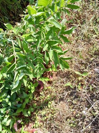 김민수산에서농사중님의 자유주제 · 자유게시판 작성글 사진