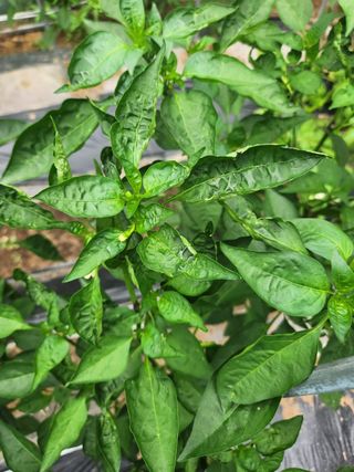 지천연님의 농사, 무엇이든 물어보세요! · 참여글 작성글 사진