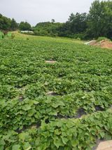 팜모닝 · 게시글 이미지