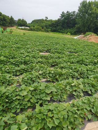 Chon792679님의 작성글 사진