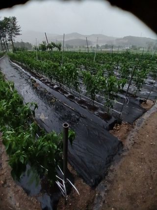 전국하님의 자유주제 · 자유게시판 작성글 사진