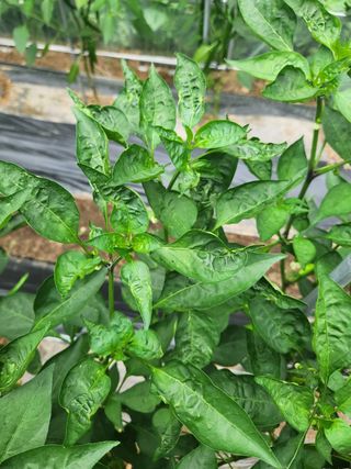 지천연님의 농사, 무엇이든 물어보세요! · 참여글 작성글 사진