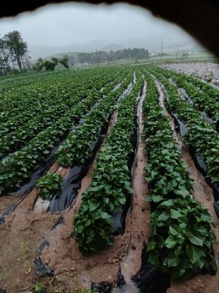 전국하님의 자유주제 · 자유게시판 작성글 사진