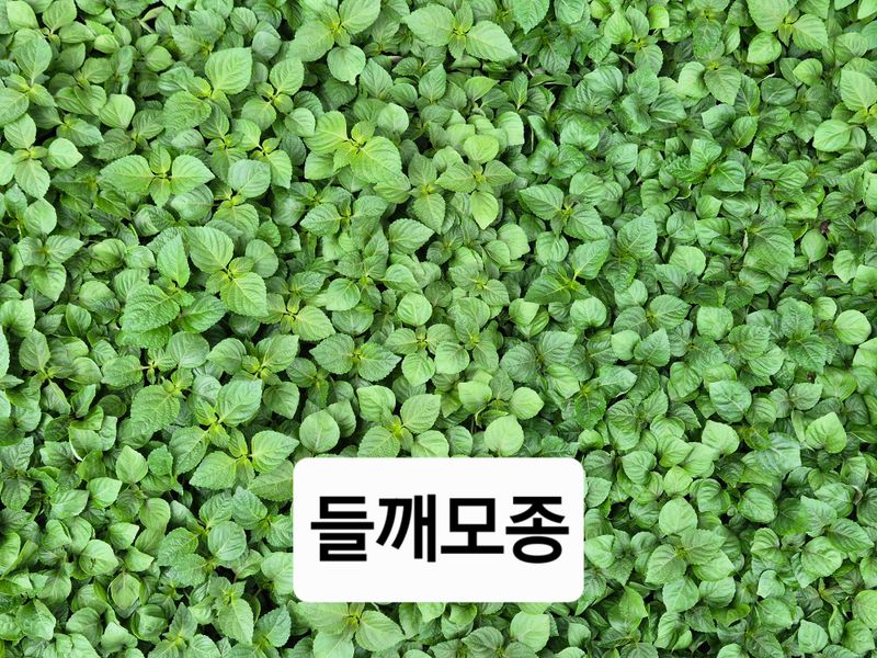 장터 상품 [들깨모종 1판] 썸네일