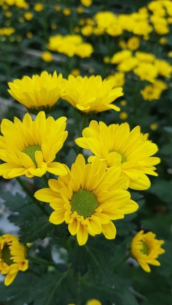 사랑꽃농장님의 장터 판매 상품 [50%국화 모종8종8색5세트(40개)] 첨부 사진