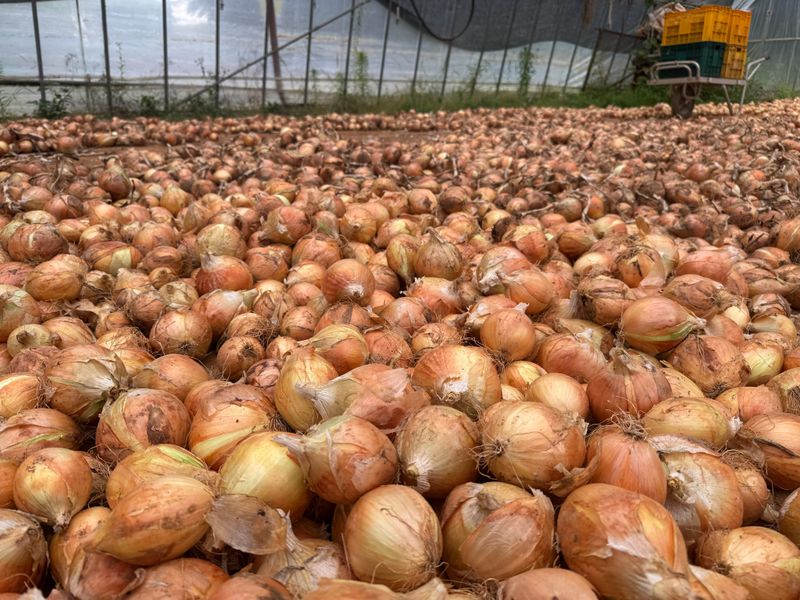 중근님님의 장터 판매 상품 [서산 황토 햇양파 10kg] 첨부 사진