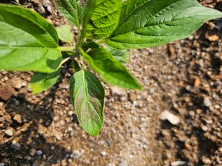 조정숙(1955)님의 참깨 · 병해충상담 작성글 사진