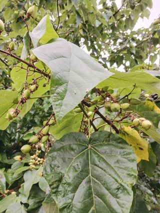 Agnes Oh님의 농사, 무엇이든 물어보세요! · 참여글 작성글 사진