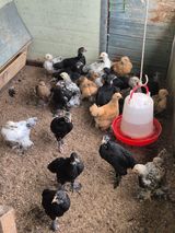 팜모닝 자유주제·자유게시판 게시글 이미지