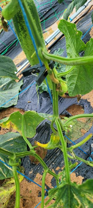 유진상님의 오이 · 병해충상담 작성글 사진