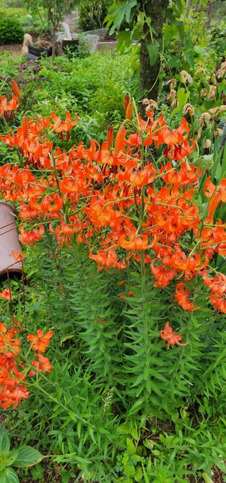 고추건조기부품판매님의 자유주제 · 자유게시판 작성글 사진