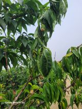 팜모닝 자유주제·자유게시판 게시글 이미지