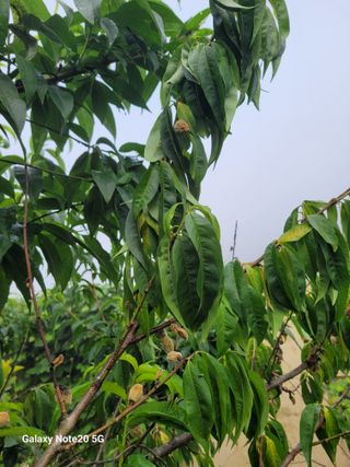 진도고군면 김인호님의 자유주제 · 자유게시판 작성글 사진