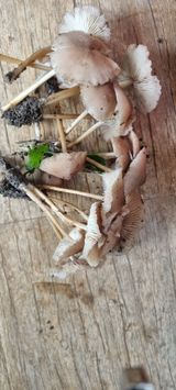 팜모닝 자유주제·자유게시판 게시글 이미지
