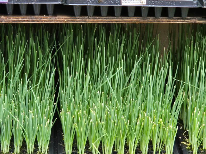 돼지파쪽파님의 장터 판매 상품 [대파모종 1판 162구 ] 첨부 사진