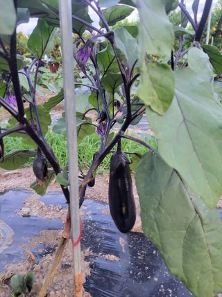 이시형님의 자유주제 · 자유게시판 작성글 사진