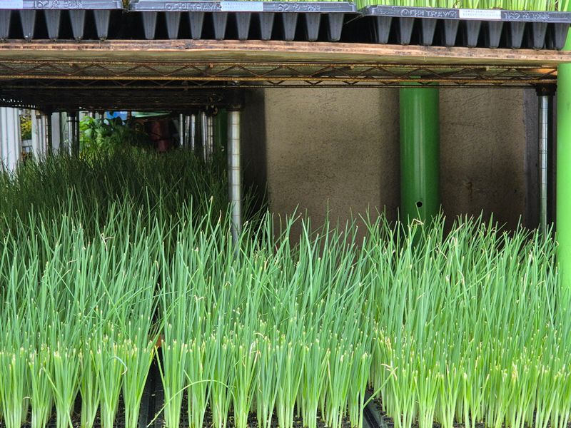 돼지파쪽파님의 장터 판매 상품 [대파모종 1판 162구 ] 첨부 사진