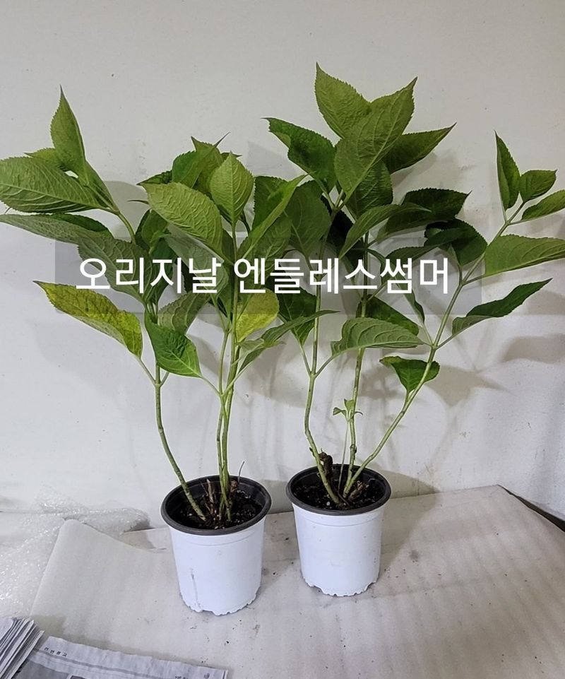 사랑꽃농장님의 장터 판매 상품 [예쁜 수국 (월동가능)] 첨부 사진