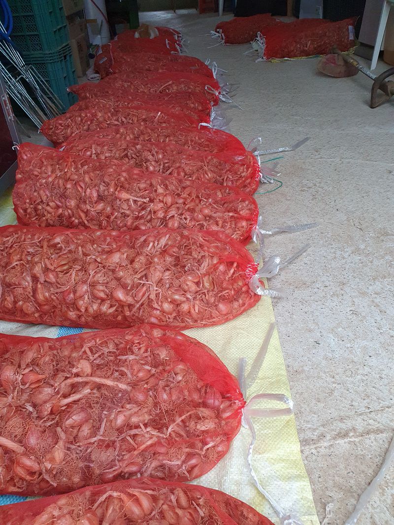 윤금옥님의 장터 판매 상품 [쪽파종구] 첨부 사진