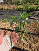 팜모닝 농사, 무엇이든 물어보세요!·참여글 게시글 이미지