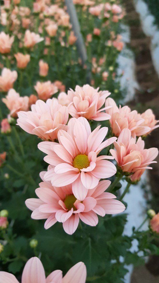 사랑꽃농장님의 장터 판매 상품 [50%국화 모종8종8색5세트(40개)] 첨부 사진