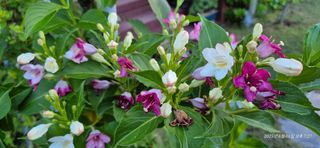 달맛햇복숭아농원님의 자유주제 · 사진전 작성글 사진