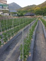 팜모닝 자유주제·자유게시판 게시글 이미지