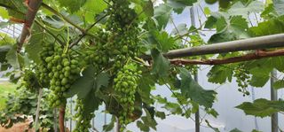 나으살던고향님의 자유주제 · 자유게시판 작성글 사진