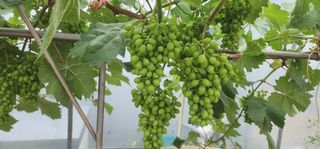 나으살던고향님의 자유주제 · 자유게시판 작성글 사진