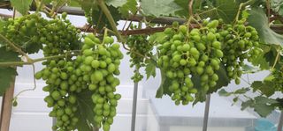 나으살던고향님의 자유주제 · 자유게시판 작성글 사진