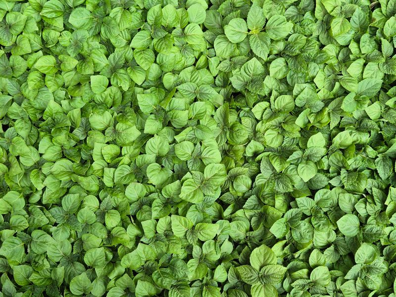 돼지파쪽파님의 장터 판매 상품 [들깨모종 1판] 첨부 사진