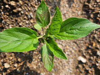 조정숙(1955)님의 참깨 · 병해충상담 작성글 사진