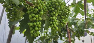 나으살던고향님의 자유주제 · 자유게시판 작성글 사진