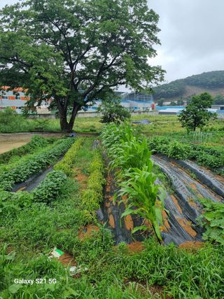 권오정님의 자유주제 · 자유게시판 작성글 사진