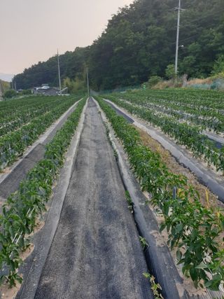 고추29286님의 자유주제 · 자유게시판 작성글 사진