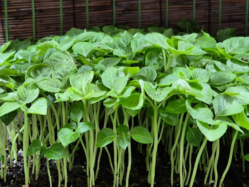 돼지파쪽파님의 장터 판매 상품 [들깨모종 1판] 첨부 사진