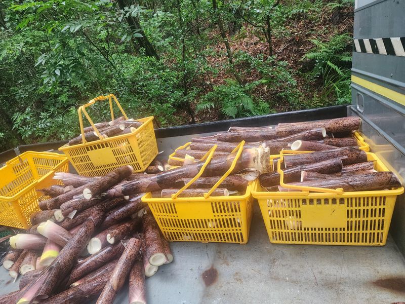 이현서님의 장터 판매 상품 [삶은죽순2025년산1kg] 첨부 사진