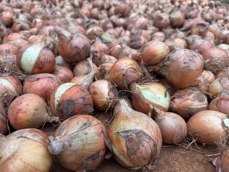 중근님님의 장터 판매 상품 [서산 황토 햇양파 10kg] 첨부 사진