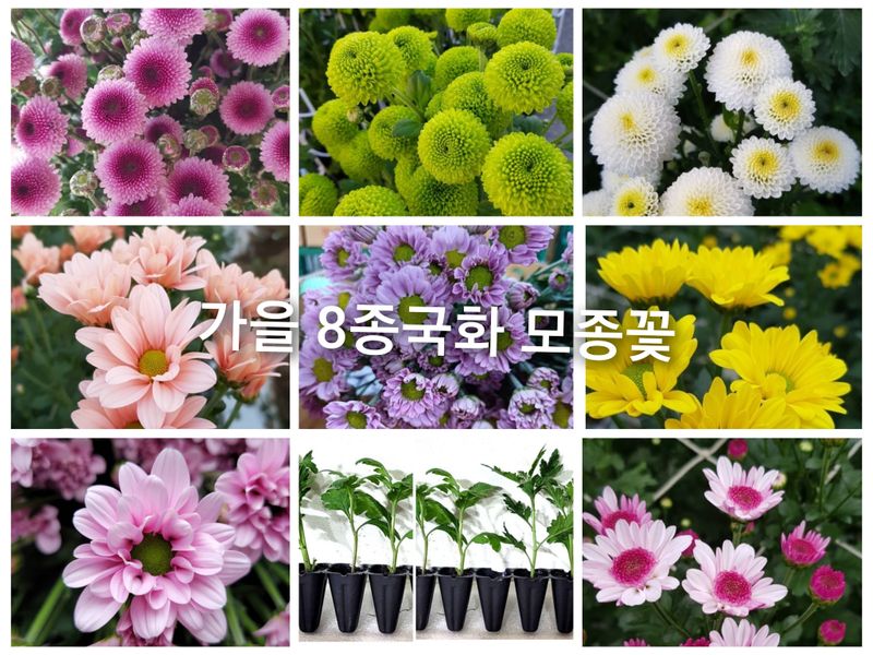 장터 상품 [50%국화 모종8종8색5세트(40개)] 썸네일