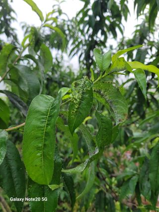 진도고군면 김인호님의 자유주제 · 자유게시판 작성글 사진
