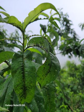 진도고군면 김인호님의 자유주제 · 자유게시판 작성글 사진