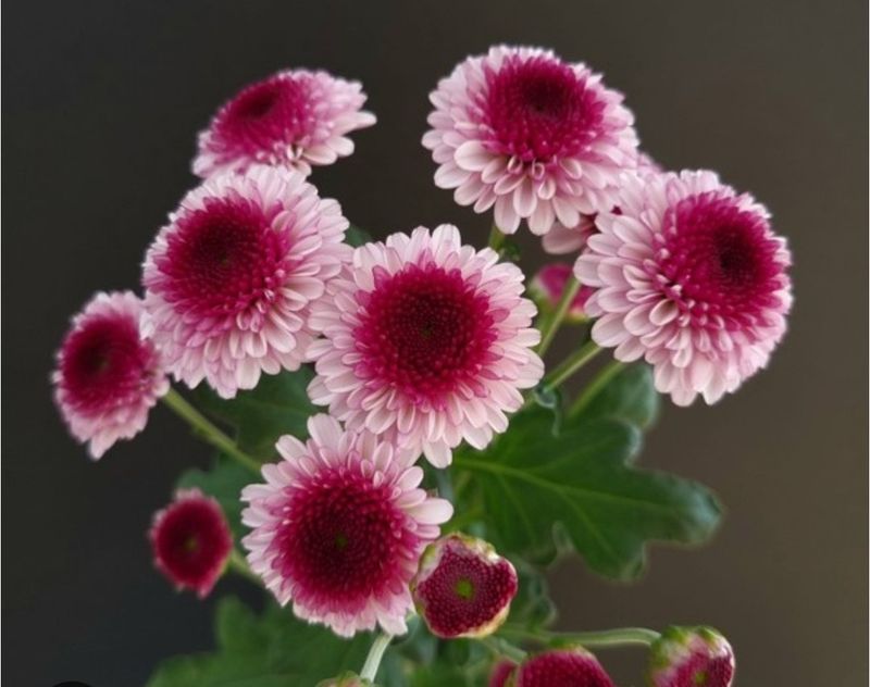 사랑꽃농장님의 장터 판매 상품 [50%국화8종8색 모종5세트(40개)] 첨부 사진