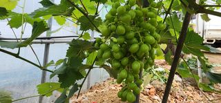 나으살던고향님의 자유주제 · 자유게시판 작성글 사진