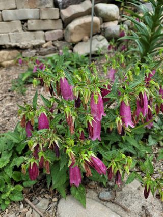 영동호두님의 자유주제 · 자유게시판 작성글 사진