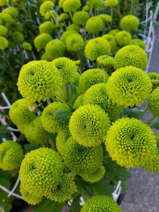 사랑꽃농장님의 장터 판매 상품 [50%국화 모종8종8색5세트(40개)] 첨부 사진