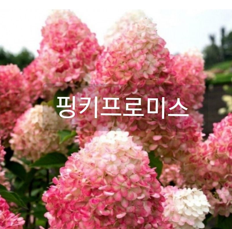 장터 상품 [예쁜 수국 (월동가능)] 썸네일