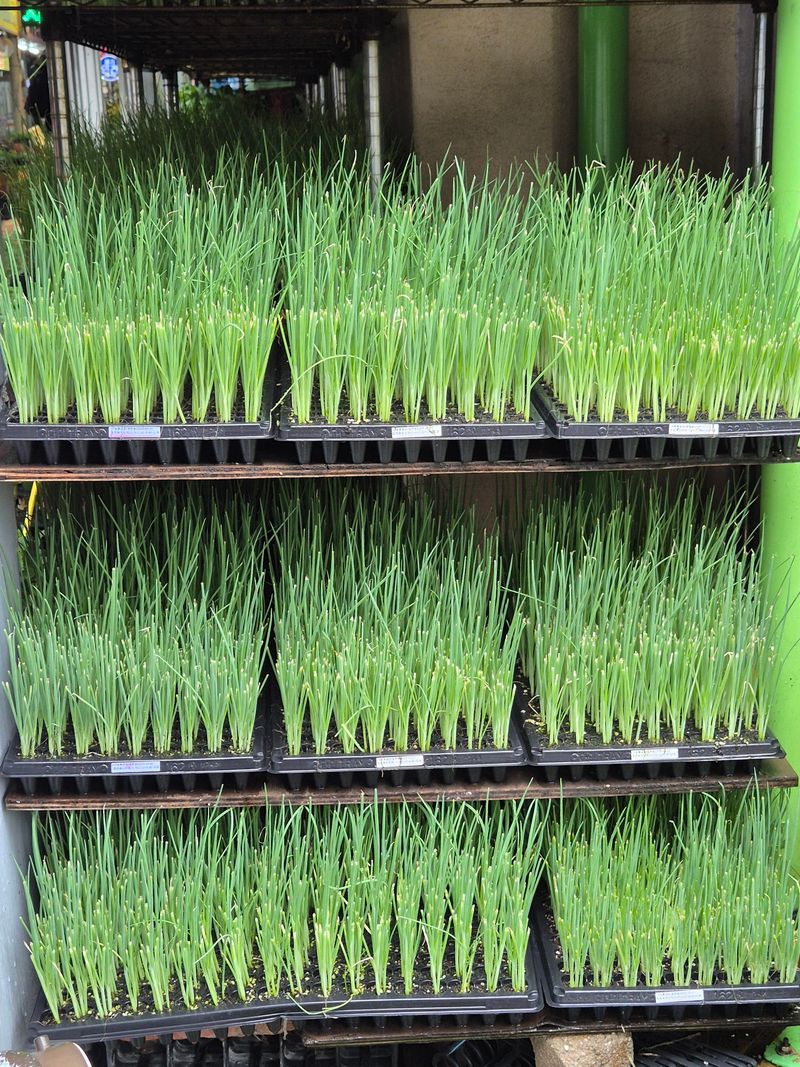 장터 상품 [대파모종 1판 162구 ] 썸네일